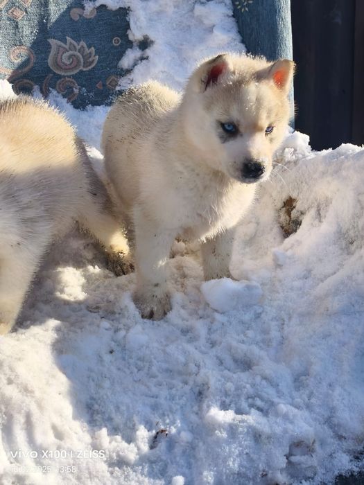 Очаровательные щенки хаски.