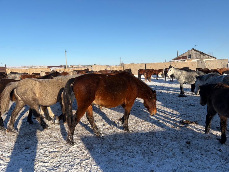 Айғыр / Жеребец продаю