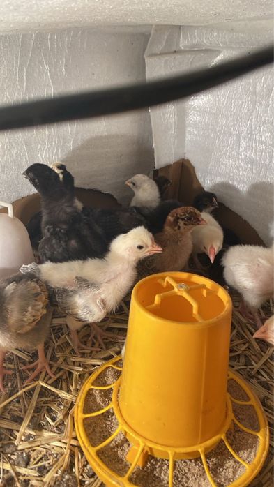 Балапандар пародистый