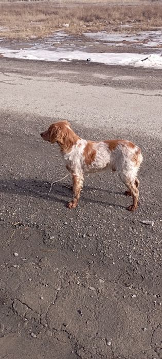 Уштобе Охотниши.