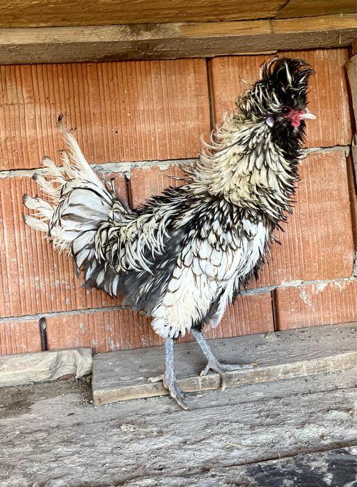 Paduana frezata cocosi