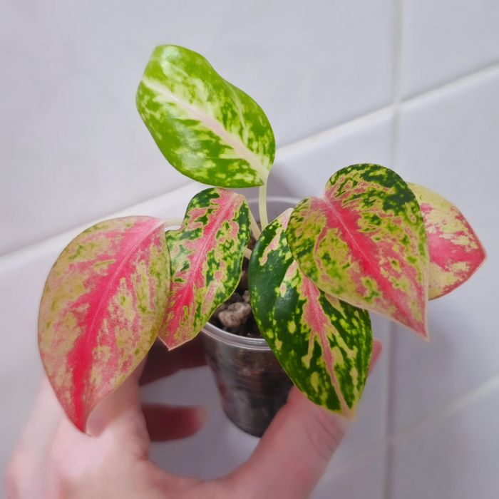 Аглаонемы адаптированные