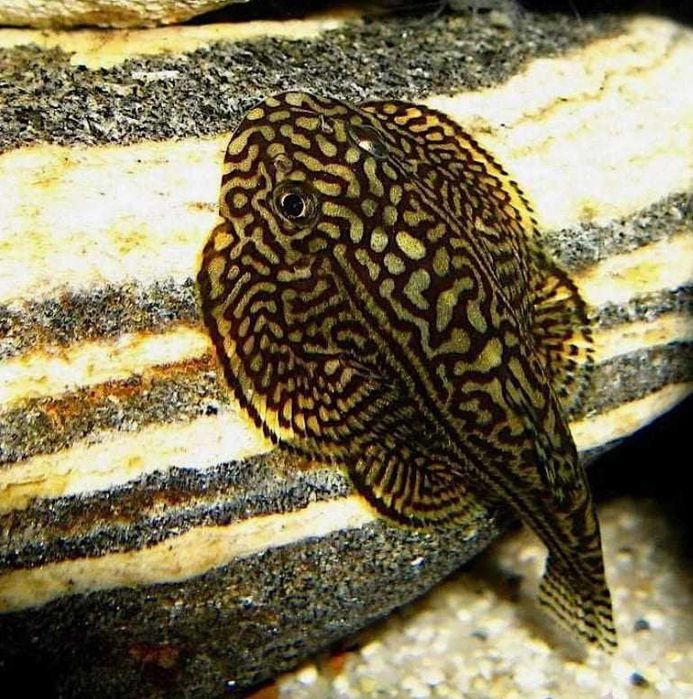 Аквариумная рыбка "Севелия"