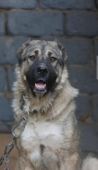 ПороДистые собАчки пОмоГиТе Дом найти