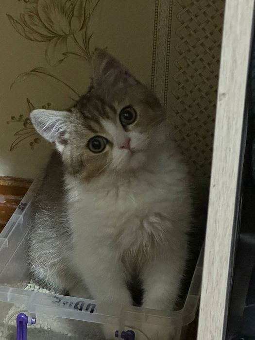 Продаем кота порода Скоттиш страйт (Scottish Straight)