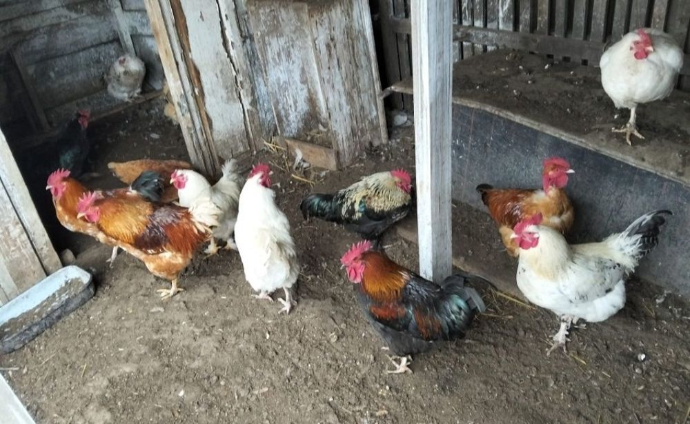 Cocosi de casa pentru crestere sau sacrificat