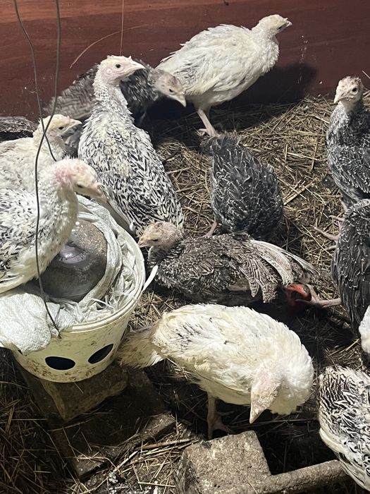 Индюк балапандары