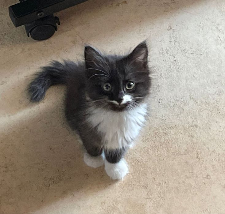Котенок в добрые руки