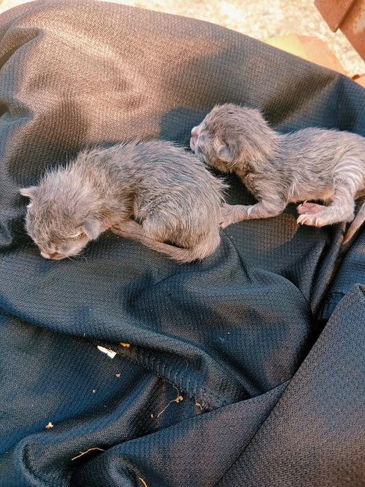 Двое котят серые