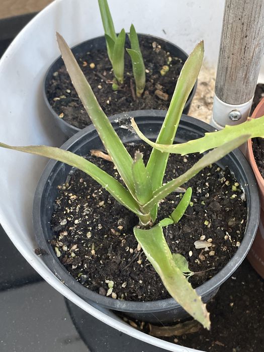 Лечебно алое, хлорофитум.