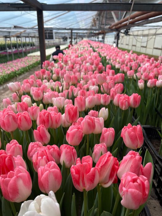 Тюльпаны на 8 марта