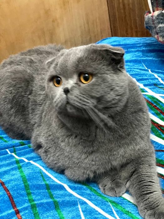 Классный активный кот для вязки.