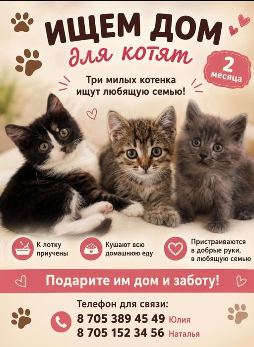 Котята в добрые руки