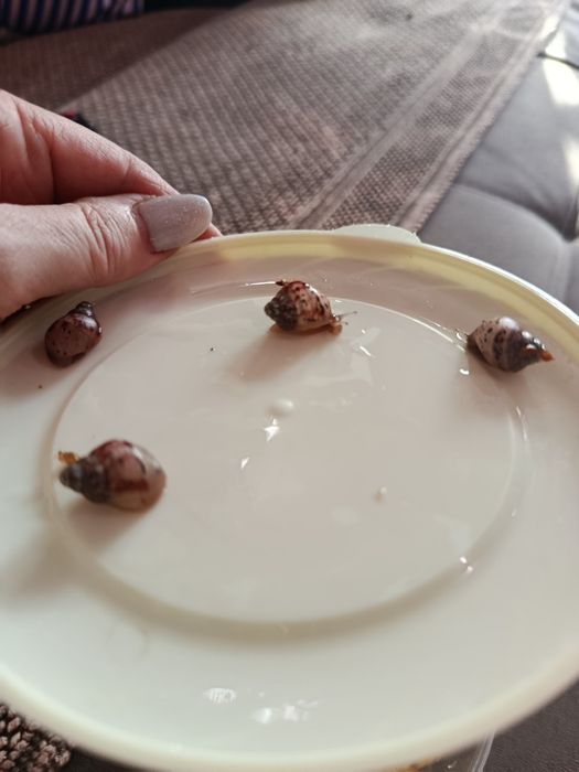 Продам улиток Ахатин