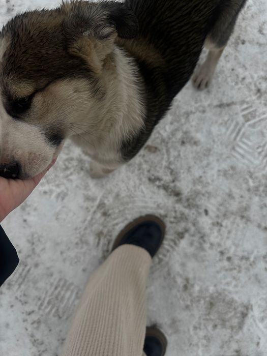 Отдам щенка в добрые руки