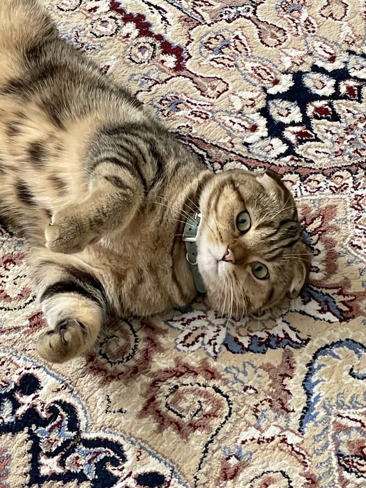 Продаётся скотиш фолд