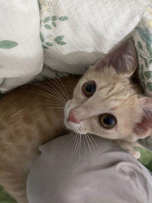 Отдам милого котенка