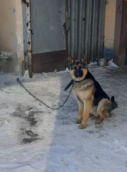 Отдам немца чистокровного