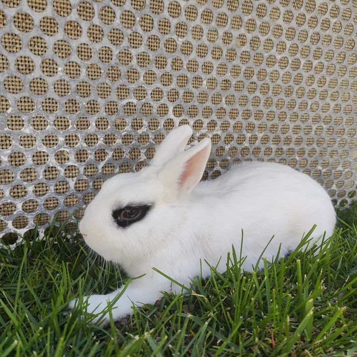 Взрослый карликовый кролик