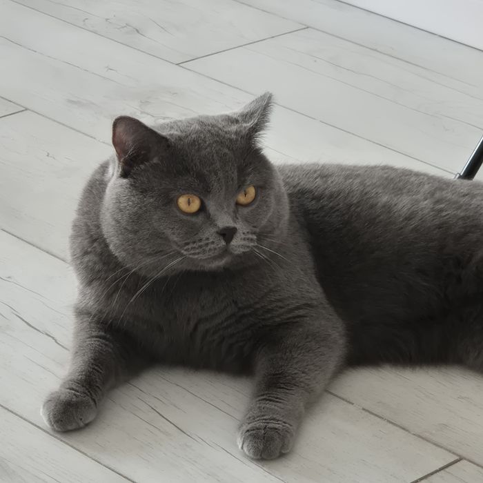 Котенок 3 месяца метис мальчик