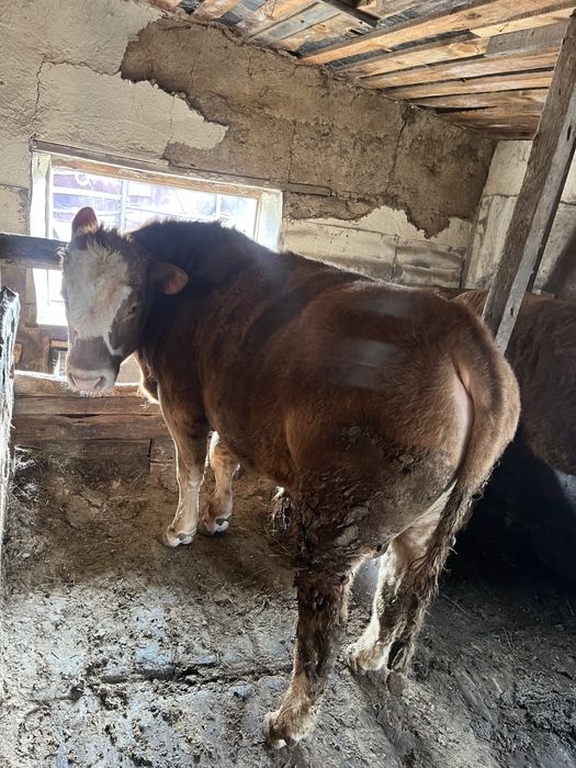 Продам бычки (бұқалар)