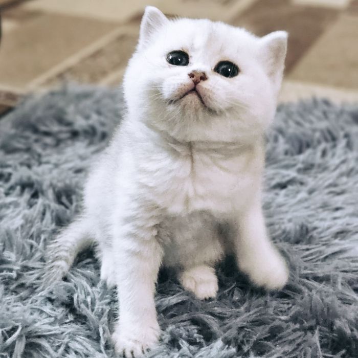 Продам котят Шиншиллят