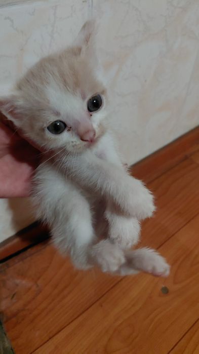 Котята   добрые руки
