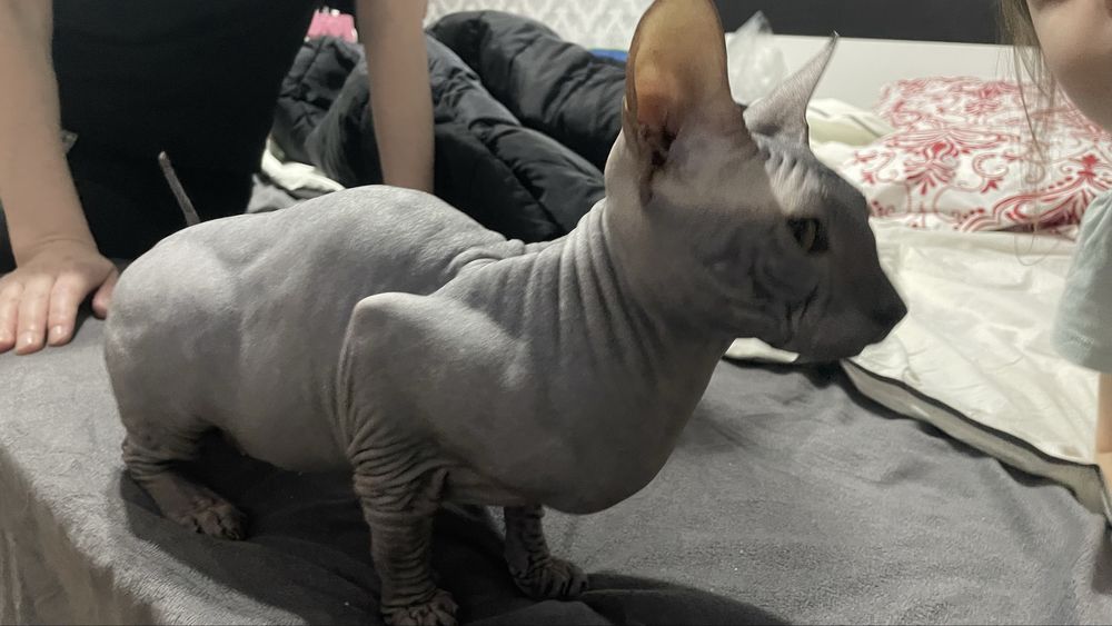 Свинкс кот красавец