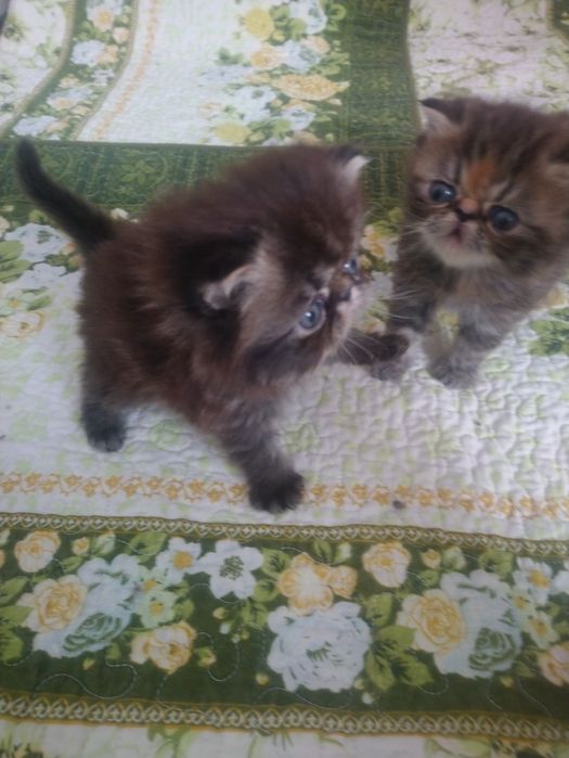 Продам персидского котёнка