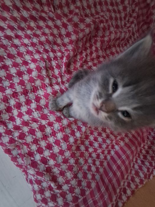 Котята две тигровых и сереньки