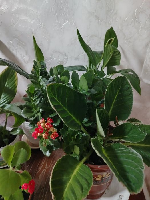 Комнатные цветы по 1.500