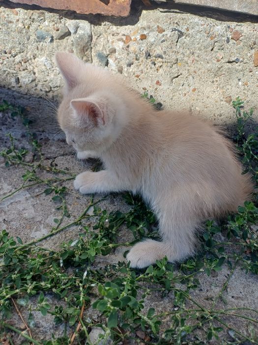 Отдам в добрые руки котят