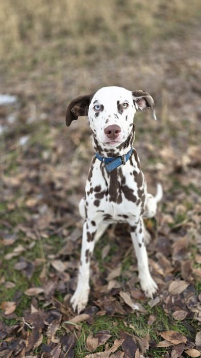 Продаются далматинцы или обмен на скот