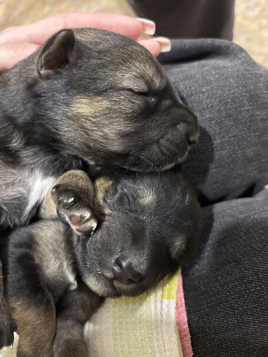 Отдам щенка мальчик и девочка