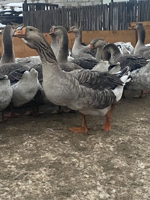 Продам гусаков помесь с холмагором