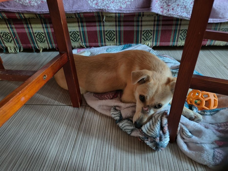 Catelusa spre adoptie