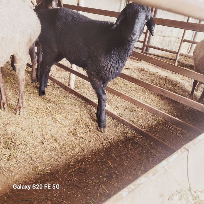 Boĝoz qòylar sotiladi