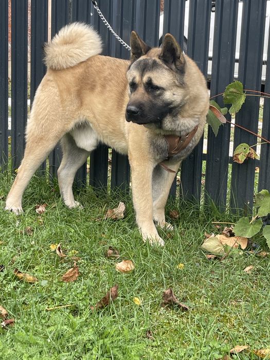 Mascul /American Akita