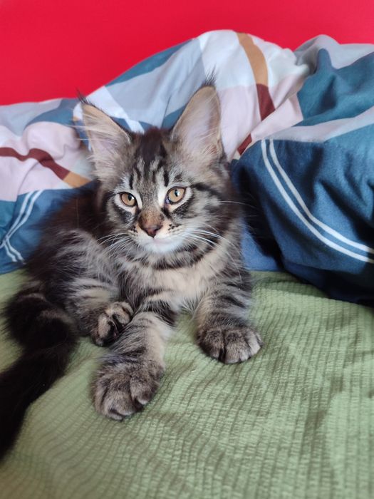Мейн-Кун котята .