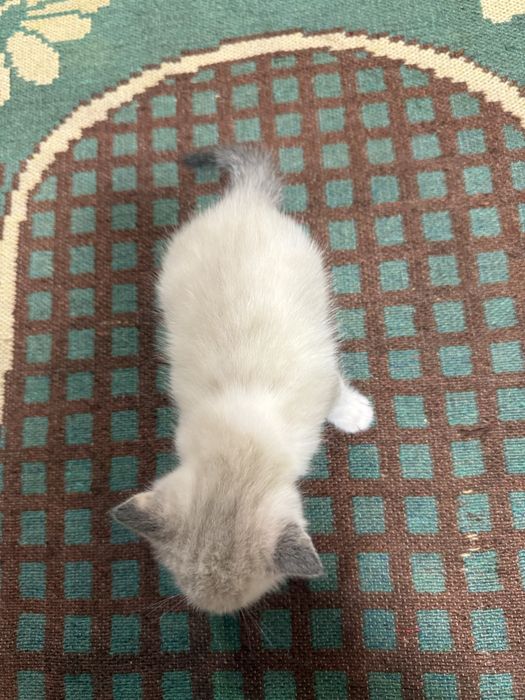Отдам котенка в добрые руки