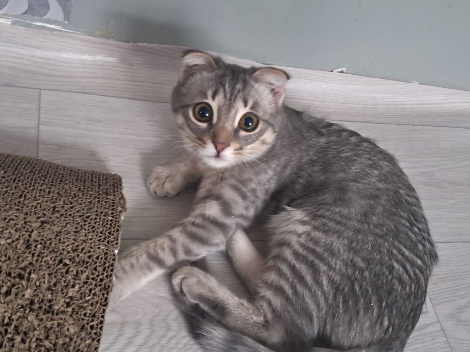 Котенок Шотландский