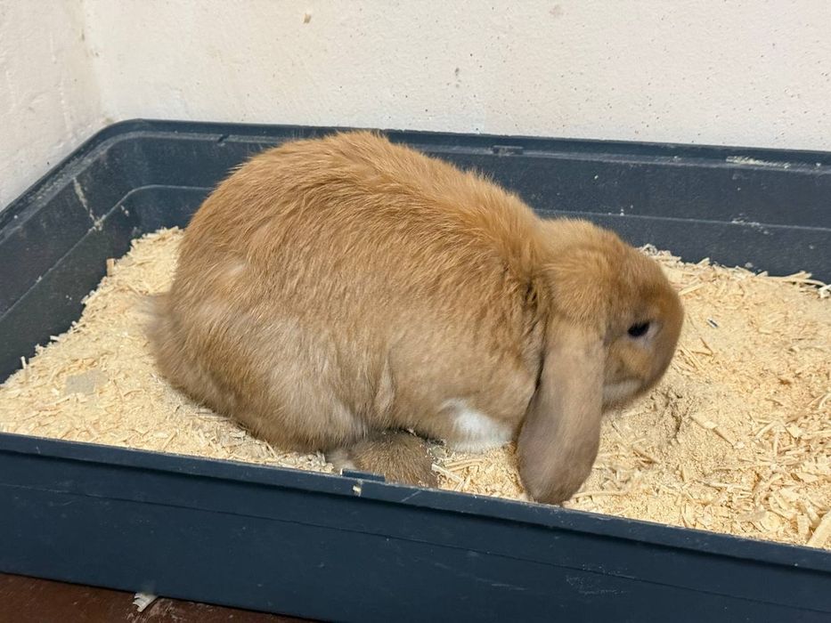 Quyonlar oq rangi Angliya jigarrangi Shvetsiya zottor quyonlar 100 $