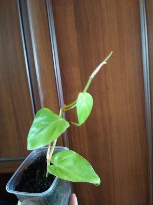 Сингониум "батерфляй", филодендрон лимон- лайм.