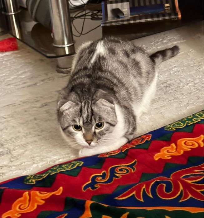 Тегін мысық бере салам