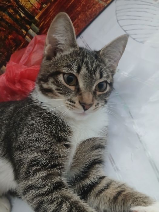 Котенок девочка отдам бесплатно