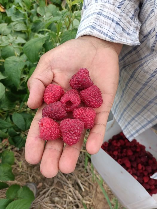 Малина көшеті сатылымда,сорт зюгана