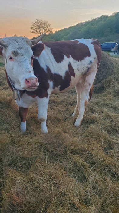 Vaca  baltata romaneasca de 2 ani