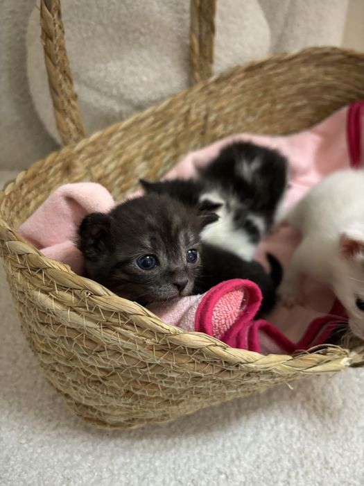 Мысық алам деушілер болса