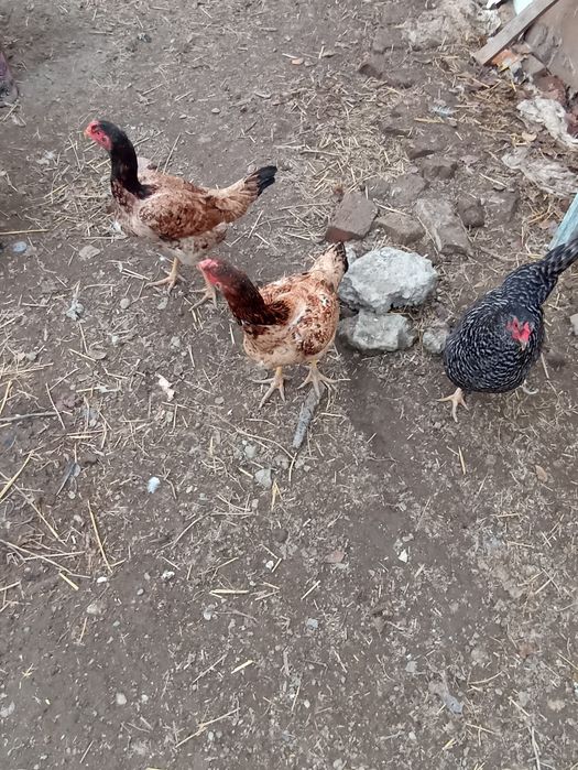 Куланги тавуклар сотилади