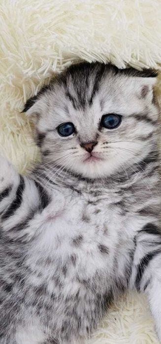 Вислоухие Скоттиш-Фолды